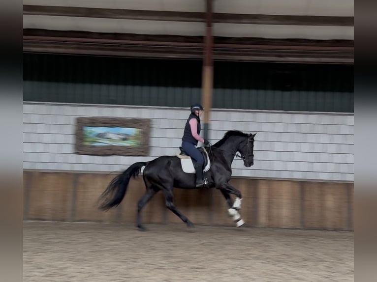 KWPN Merrie 17 Jaar 172 cm Zwart in Oud Gastel