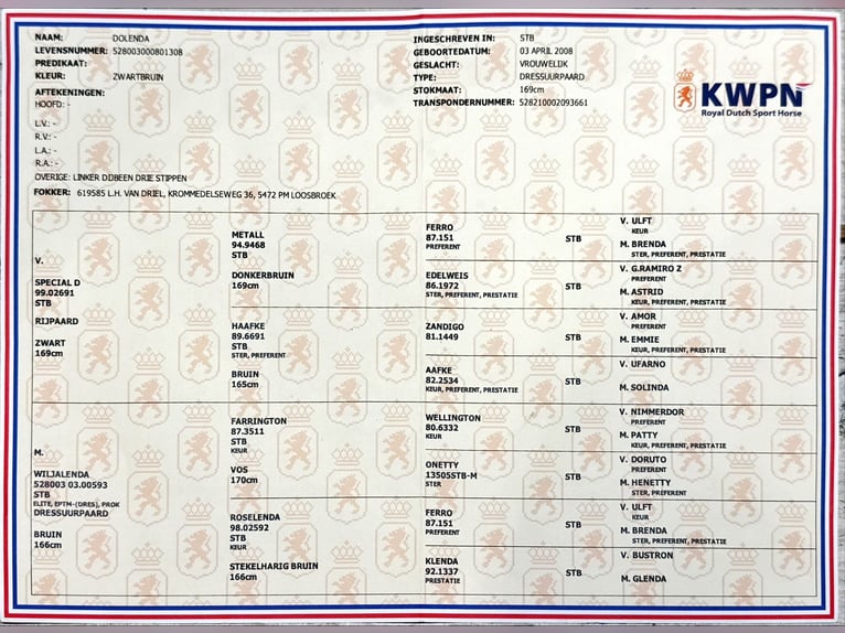 KWPN Merrie 17 Jaar 172 cm Zwart in Oud Gastel