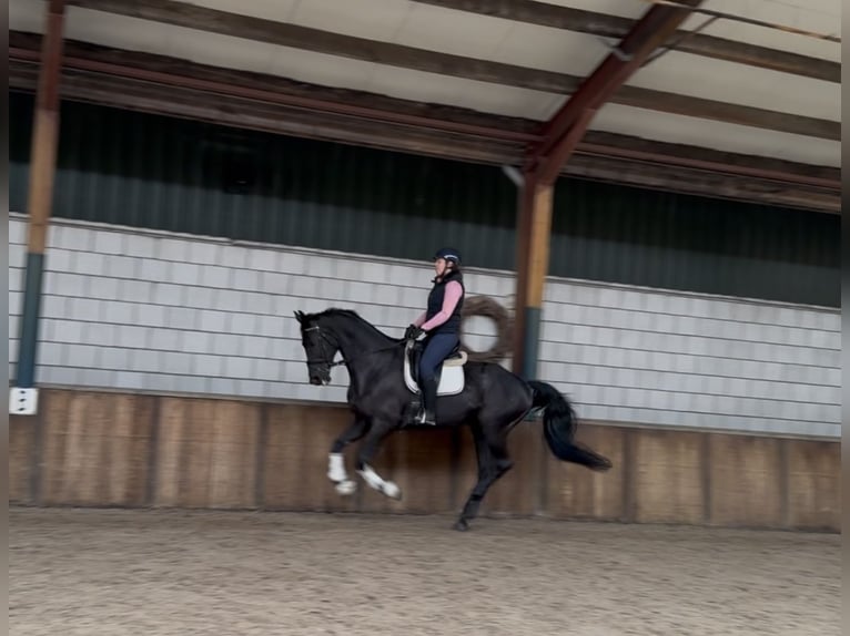 KWPN Merrie 17 Jaar 172 cm Zwart in Oud Gastel