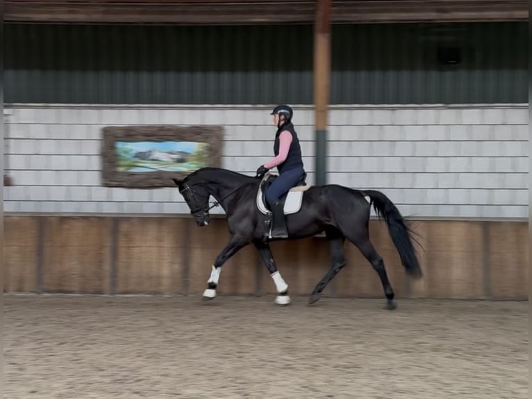 KWPN Merrie 17 Jaar 172 cm Zwart in Oud Gastel
