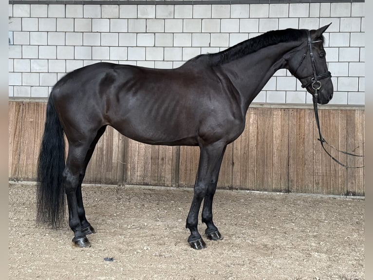 KWPN Merrie 17 Jaar 172 cm Zwart in Oud Gastel