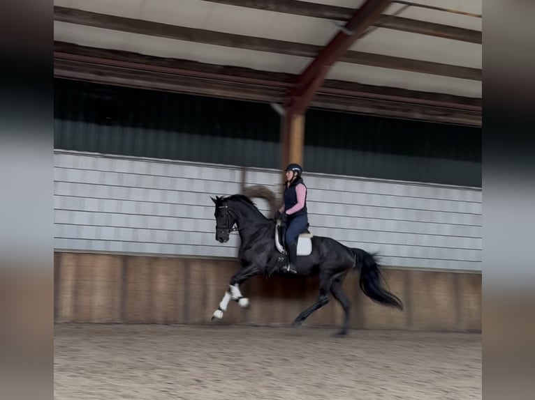 KWPN Merrie 17 Jaar 172 cm Zwart in Oud Gastel
