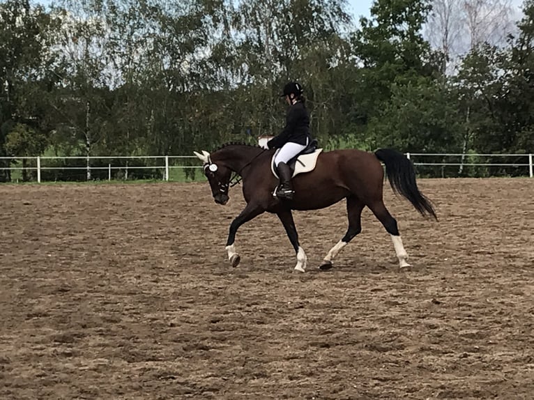 KWPN Merrie 18 Jaar 162 cm Bruin in Aken