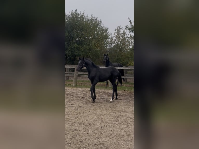 KWPN Merrie 18 Jaar 163 cm Schimmel in Bad Wurzach
