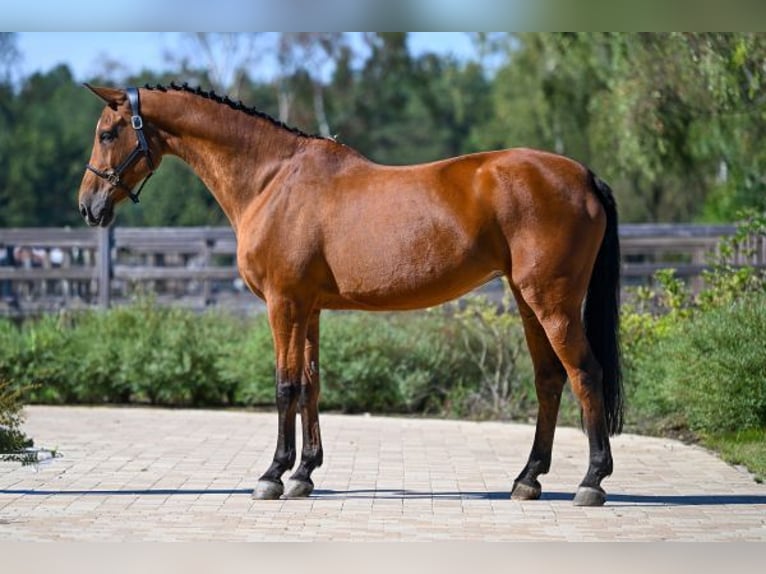 KWPN Merrie 18 Jaar 167 cm Bruin in Wijchmaal