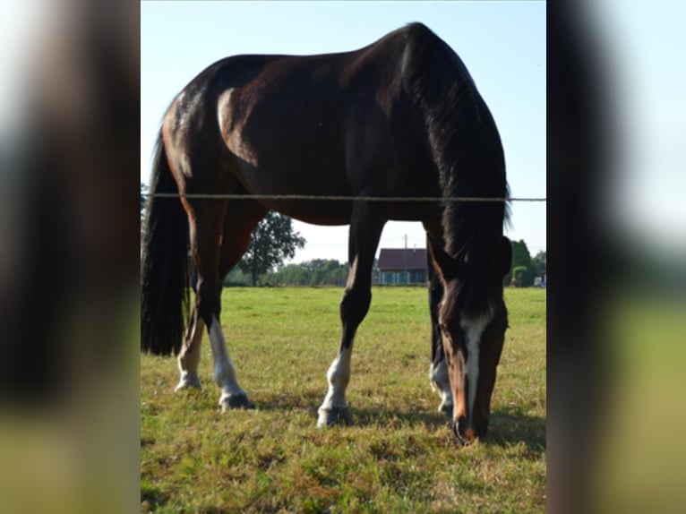 KWPN Merrie 18 Jaar 168 cm Donkerbruin in Eibergen