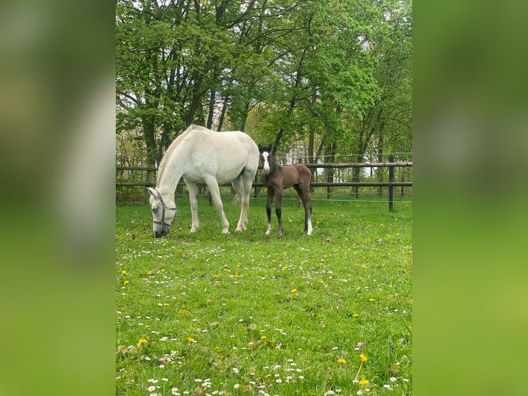 KWPN Merrie 18 Jaar 168 cm Donkerbruin in Eibergen