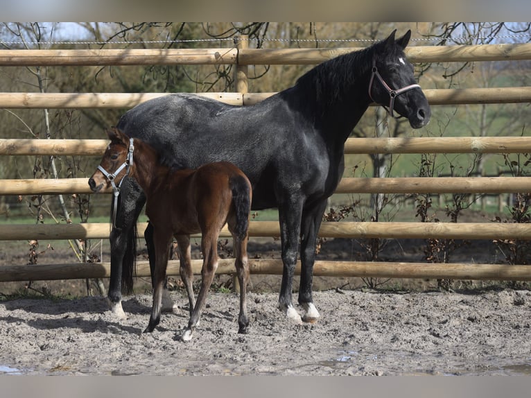 KWPN Merrie 18 Jaar 168 cm Zwart in SALINS