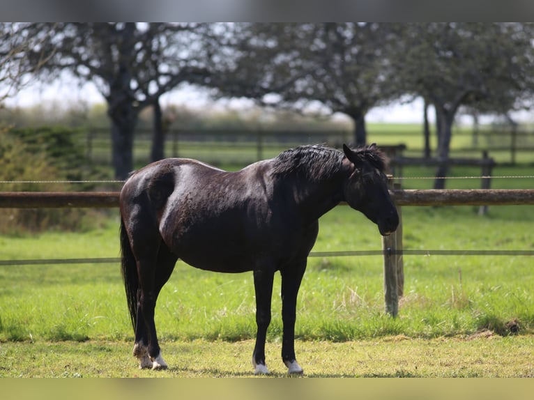 KWPN Merrie 18 Jaar 168 cm Zwart in SALINS
