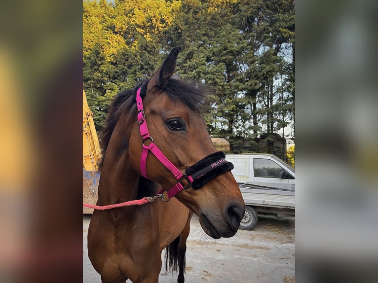 KWPN Merrie 18 Jaar 170 cm Bruin in Londerzeel