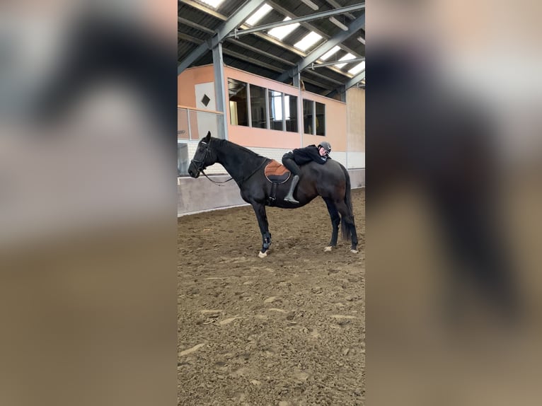 KWPN Merrie 18 Jaar 171 cm Zwartbruin in Wehl