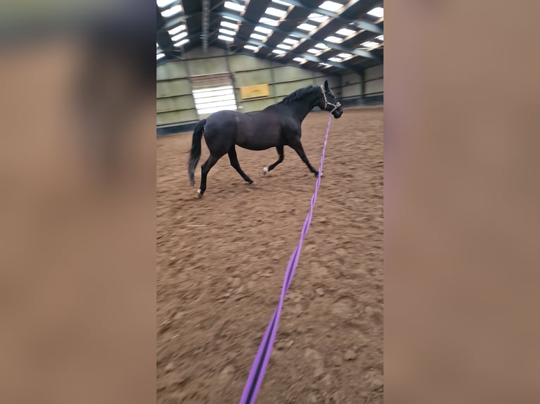 KWPN Merrie 18 Jaar 171 cm Zwartbruin in Wehl