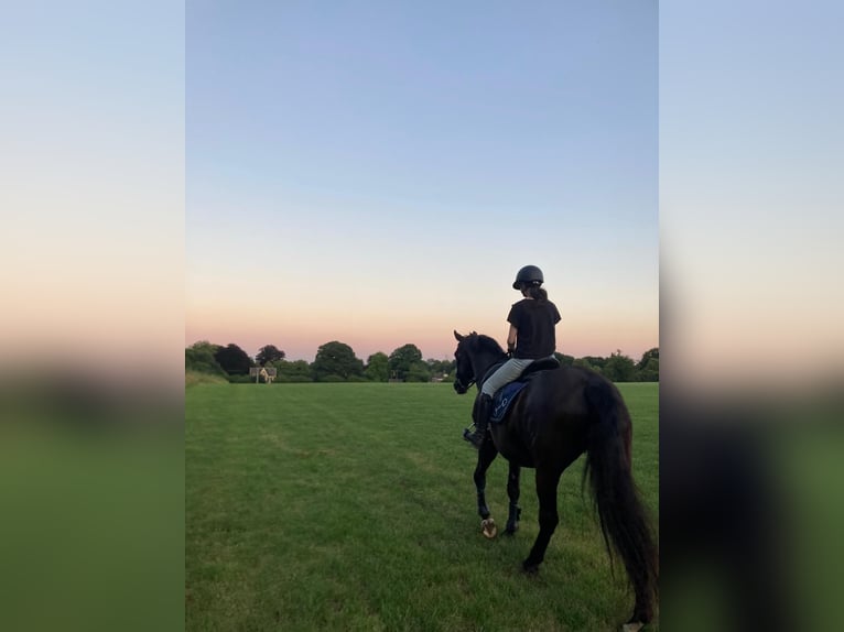 KWPN Merrie 18 Jaar 171 cm Zwartbruin in Wehl