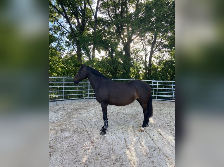 KWPN Merrie 19 Jaar 155 cm Bruin in Hellenthal