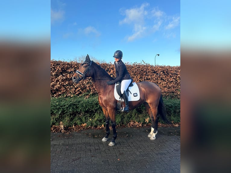 KWPN Merrie 19 Jaar 165 cm Bruin in Heesch