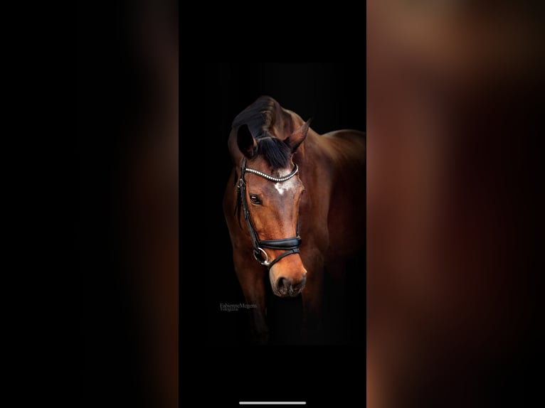 KWPN Merrie 19 Jaar 165 cm Bruin in Heesch