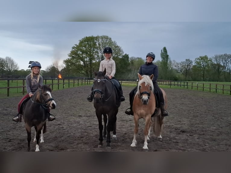 KWPN Merrie 19 Jaar 165 cm Donkerbruin in Keijenborg