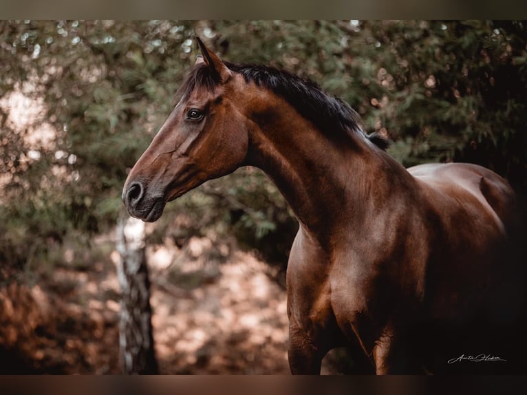 KWPN Merrie 19 Jaar 165 cm Donkerbruin in Winzer