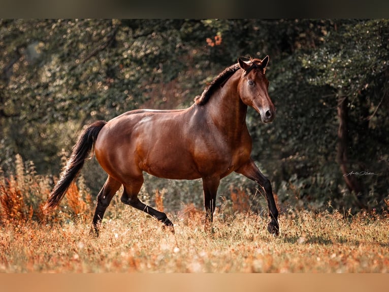 KWPN Merrie 19 Jaar 165 cm Donkerbruin in Winzer