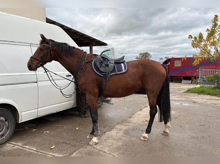 KWPN Merrie 19 Jaar 166 cm Bruin in Rhinow