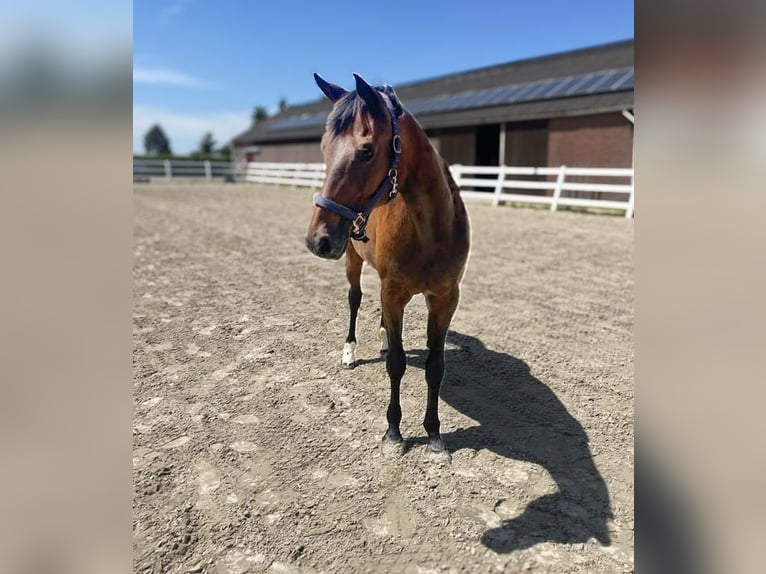 KWPN Merrie 19 Jaar 167 cm Donkerbruin in Maria Hoop