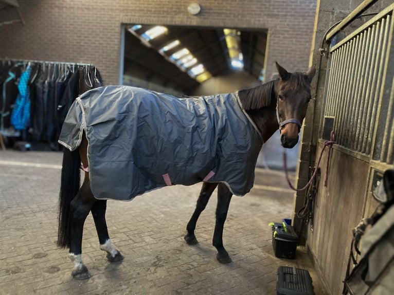 KWPN Merrie 19 Jaar 167 cm Donkerbruin in Maria Hoop