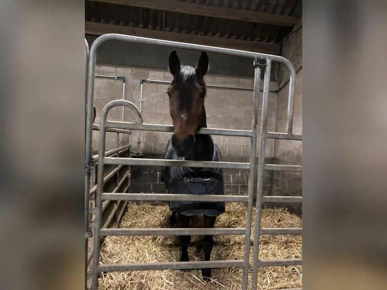 KWPN Merrie 19 Jaar 167 cm Donkerbruin in Maria Hoop