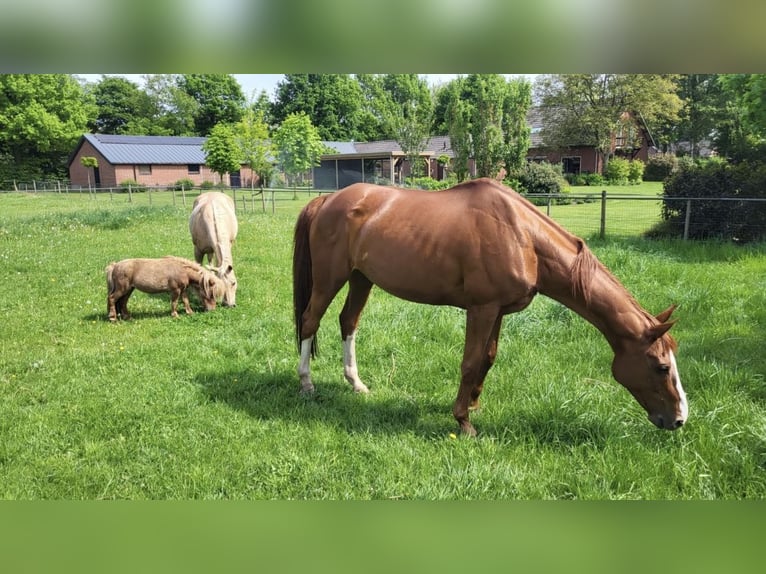 KWPN Merrie 19 Jaar 167 cm Vos in Sambeek