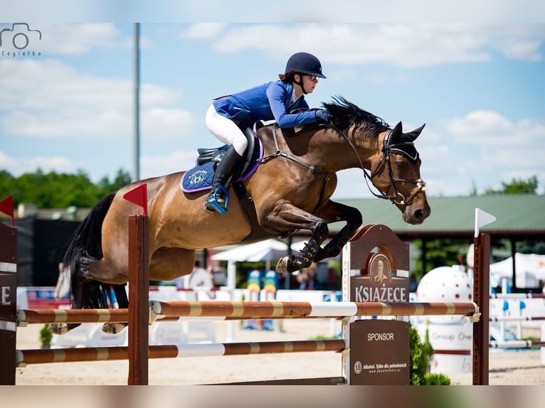 KWPN Merrie 19 Jaar 168 cm Zwartbruin in Piaseczno