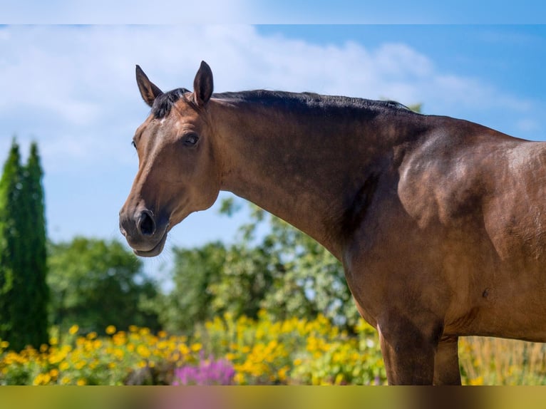 KWPN Merrie 19 Jaar 168 cm Zwartbruin in Piaseczno
