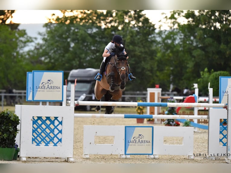 KWPN Merrie 19 Jaar 168 cm Zwartbruin in Piaseczno