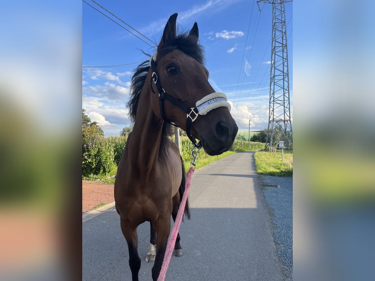 KWPN Merrie 19 Jaar 170 cm Bruin in Londerzeel