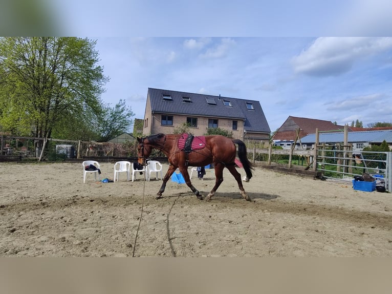 KWPN Merrie 19 Jaar 170 cm Bruin in Affligem