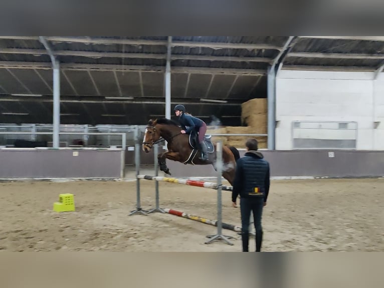 KWPN Merrie 19 Jaar 170 cm Bruin in Affligem