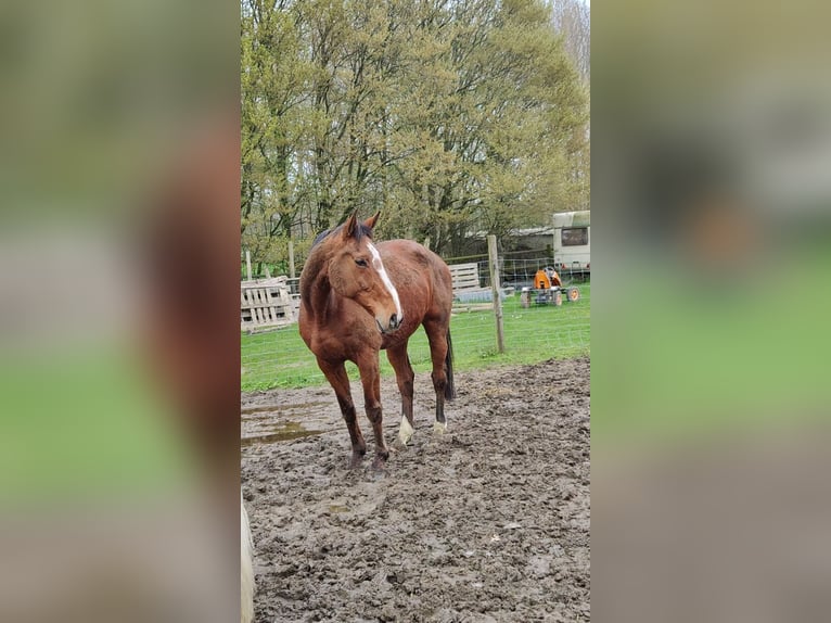 KWPN Merrie 19 Jaar 170 cm Bruin in Affligem