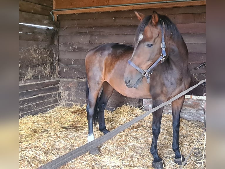 KWPN Merrie 19 Jaar 172 cm Donkerbruin in Someren