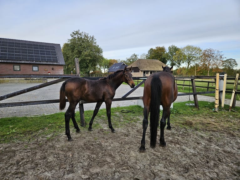 KWPN Merrie 1 Jaar 130 cm Donkerbruin in Ruinerwold