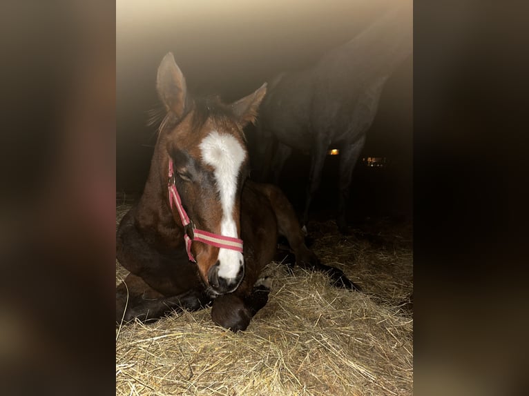 KWPN Mix Merrie 1 Jaar 145 cm Bruin in Harka