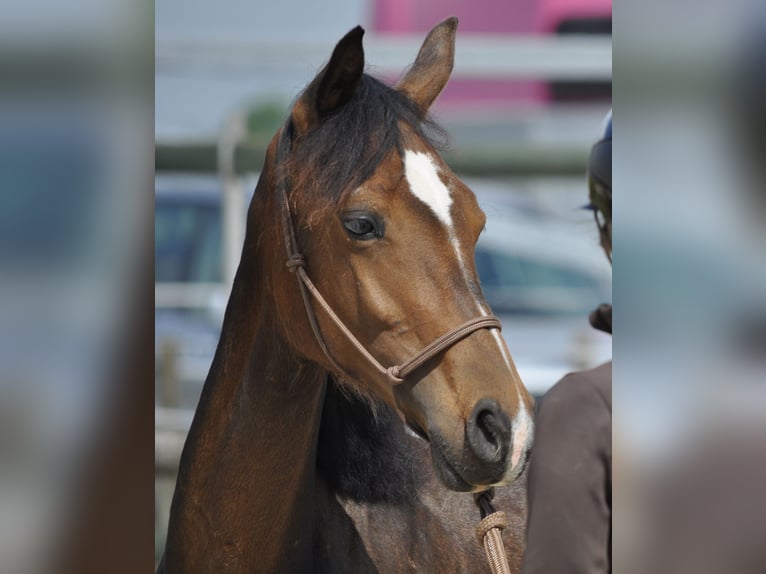 KWPN Merrie 1 Jaar 160 cm Donkerbruin in Woerden