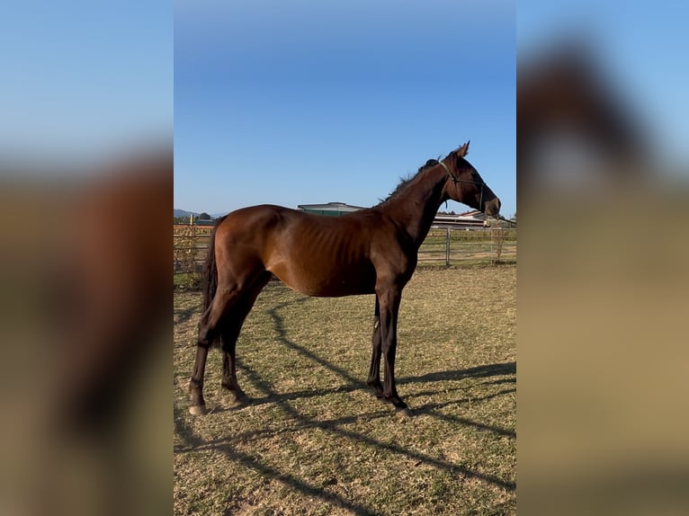KWPN Merrie 1 Jaar 165 cm Roodbruin in Castellarano