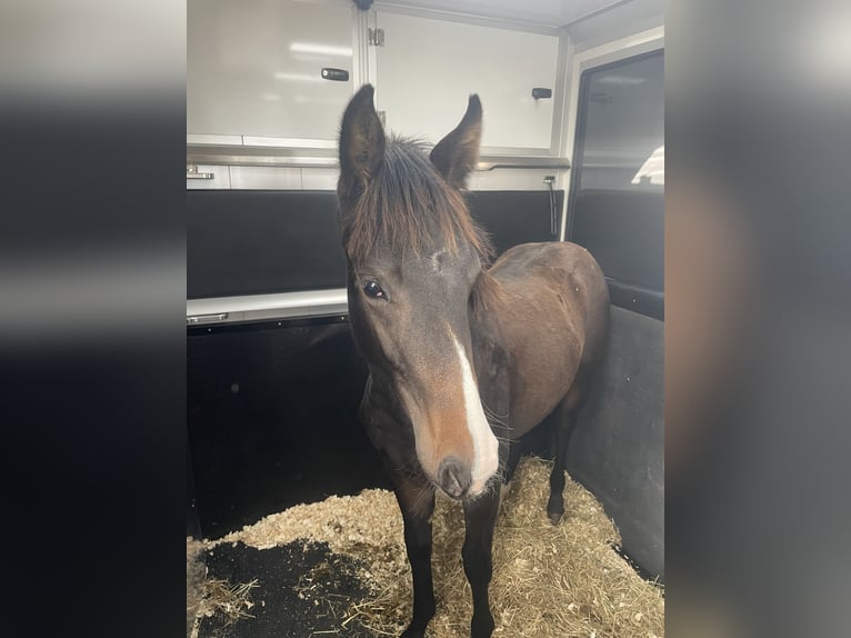 KWPN Merrie 1 Jaar 165 cm Roodbruin in Falaise