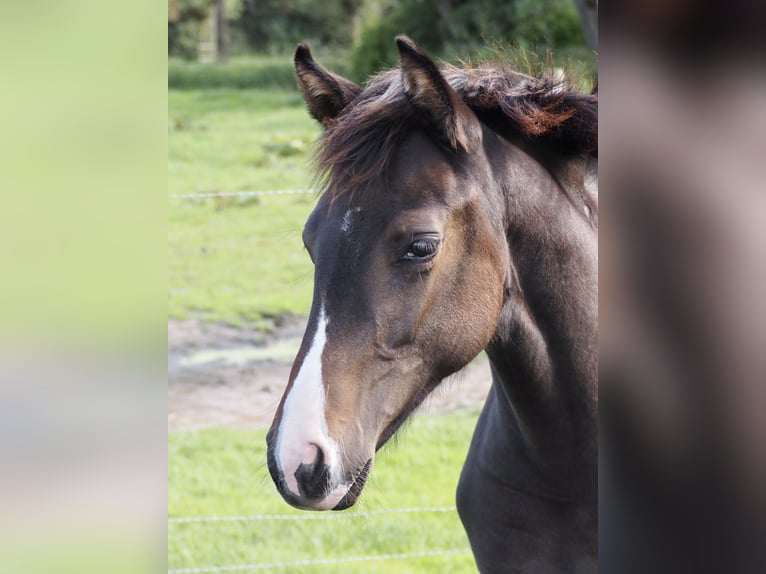 KWPN Merrie 1 Jaar 165 cm Roodbruin in Falaise