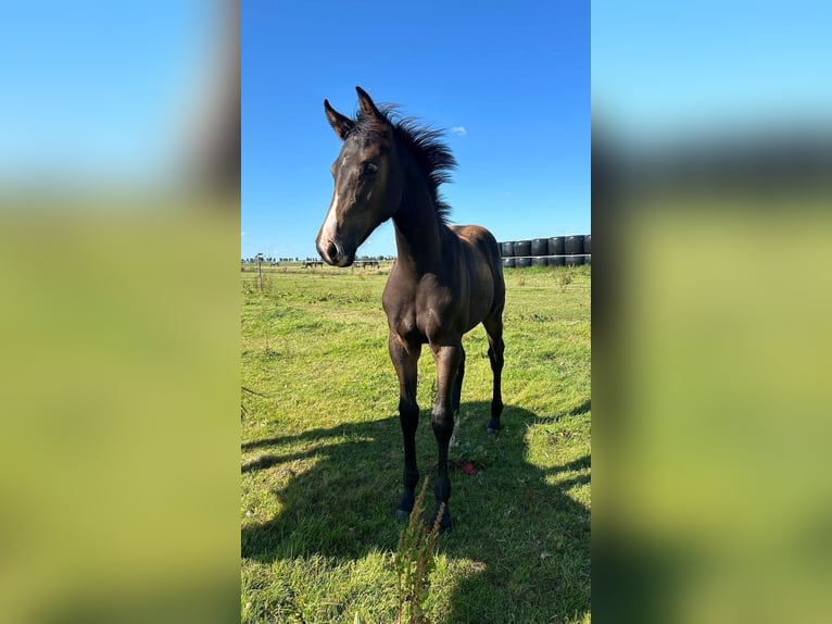 KWPN Merrie 1 Jaar 165 cm Roodbruin in Falaise