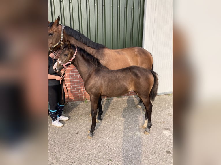 KWPN Merrie 1 Jaar 165 cm Roodbruin in Falaise