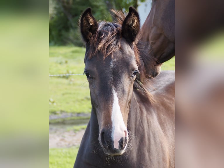 KWPN Merrie 1 Jaar 165 cm Roodbruin in Falaise