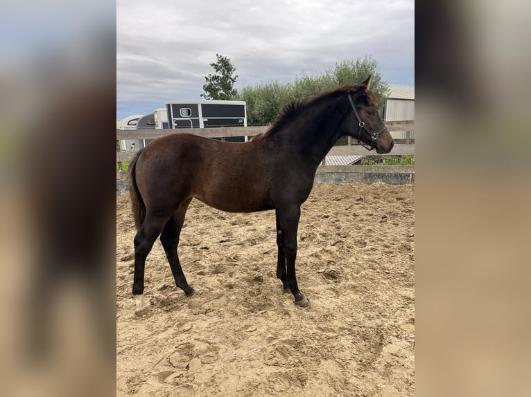 KWPN Merrie 1 Jaar 165 cm Roodbruin in Falaise