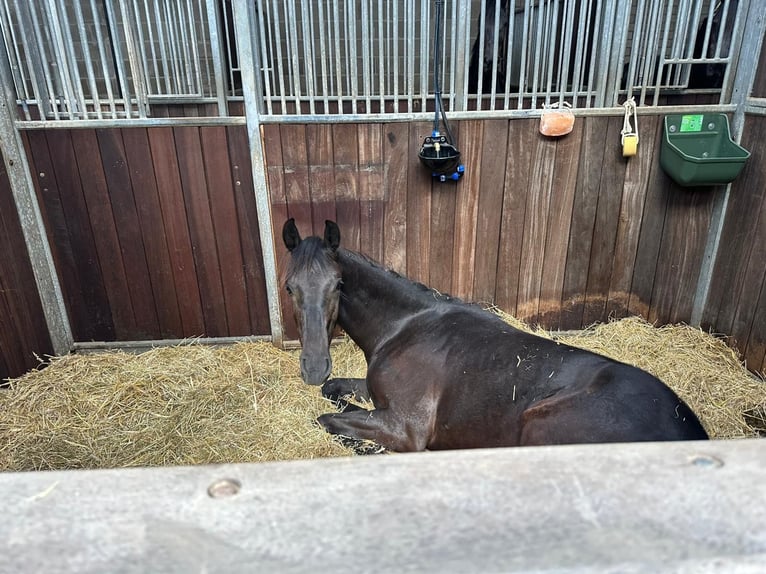 KWPN Merrie 1 Jaar 165 cm Zwart in Vaals