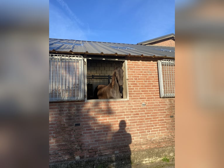 KWPN Merrie 1 Jaar 165 cm Zwart in Vaals