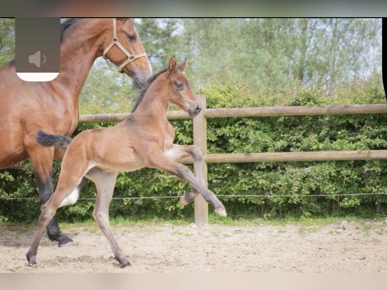 KWPN Merrie 1 Jaar 170 cm Donkerbruin in Lutjegast