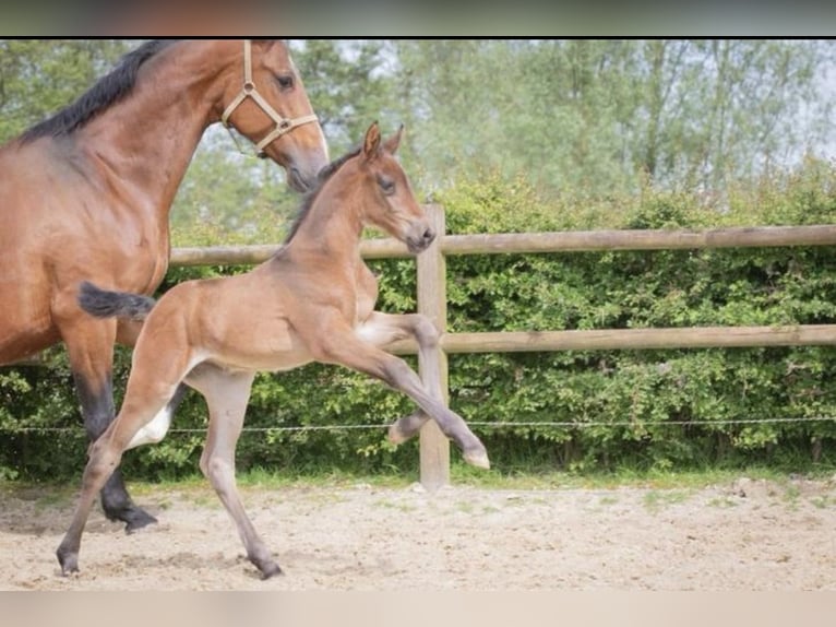 KWPN Merrie 1 Jaar 170 cm Donkerbruin in Lutjegast